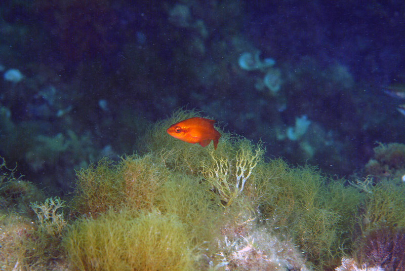 Symphodus ocellatus in livrea arancione ?